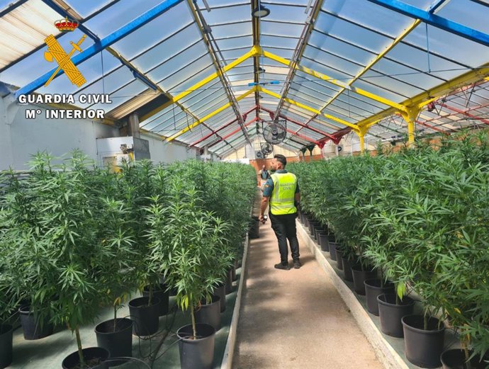 La Guardia Civil Interviene 700 Plantas De Marihuana En Llagostera