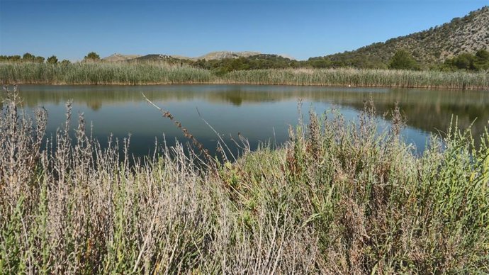 Humedal en Alcúdia.