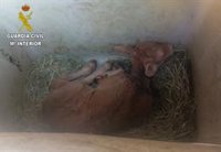 La Guardia Civil libera a 26 animales en estado de abandono en Praves e investiga a una pareja