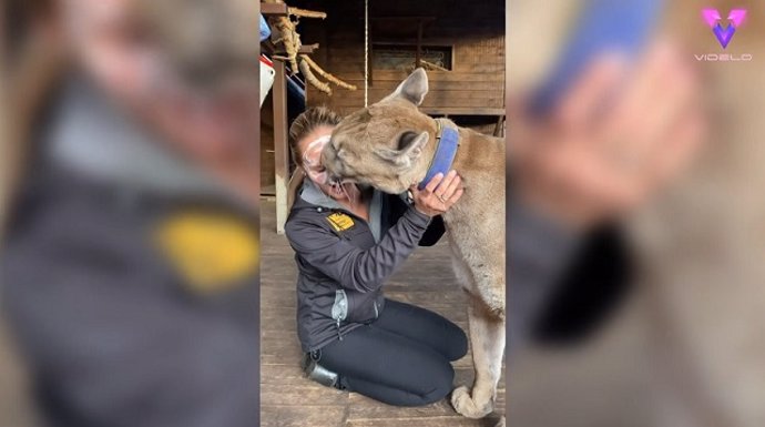 Mujer pone a prueba a un puma: Le deja lamerle la cara