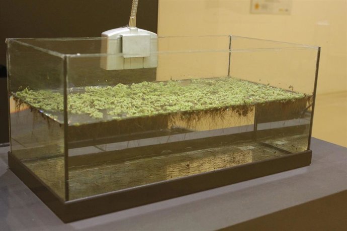 Archivo - Uno de los acusarios con especies invasoras que se puede ver en la nueva exposición del Museo de la Ciencia.