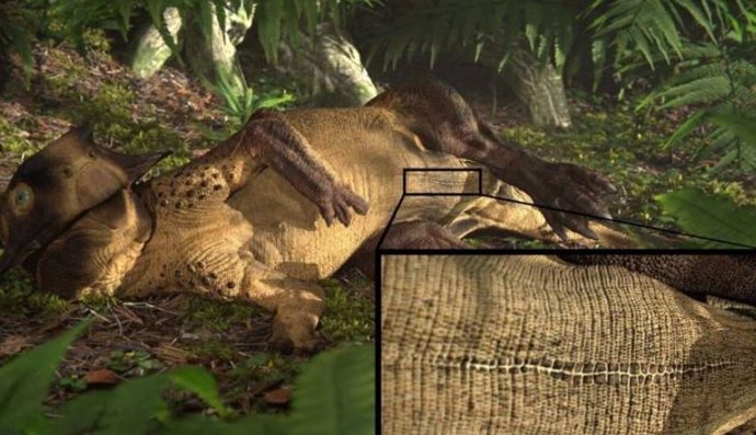 Reconstrucción en 3D de un Psitacosaurio reclinado que muestra la larga cicatriz umbilical rodeada de escamas distintivas que fue identificada por el equipo de estudio.