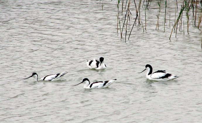 Archivo - Aves silvestres