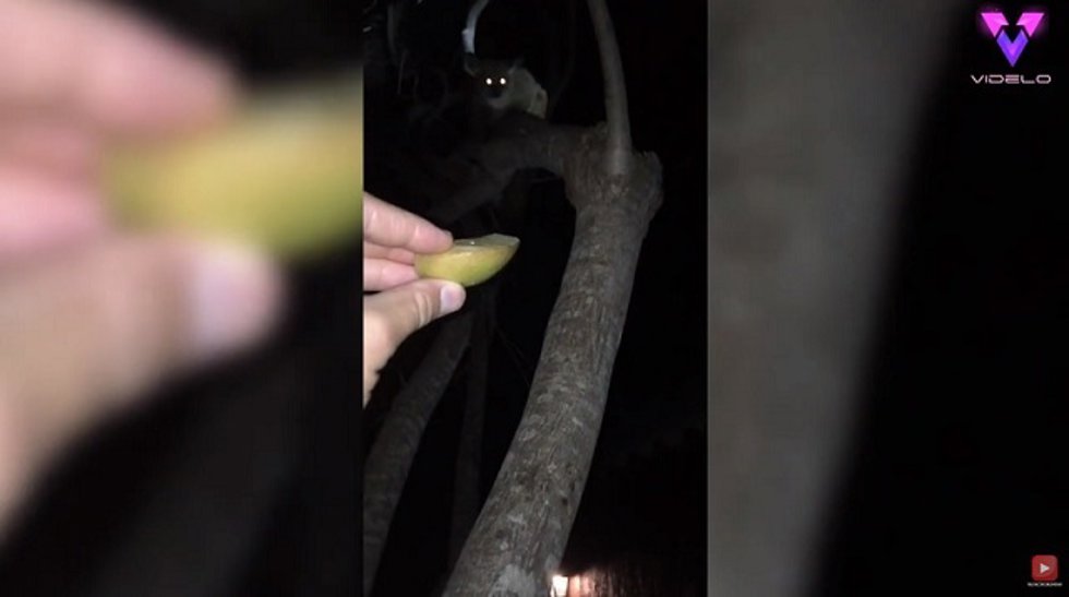Captan a un curioso primate en Sudáfrica
