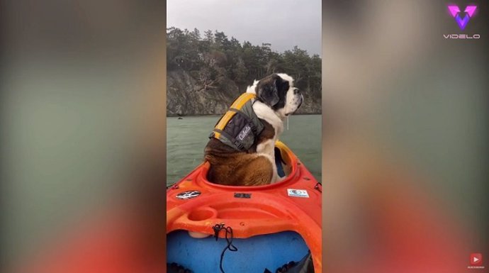 Conoce a Rob, el San Bernardo al que le encanta navegar en kayak