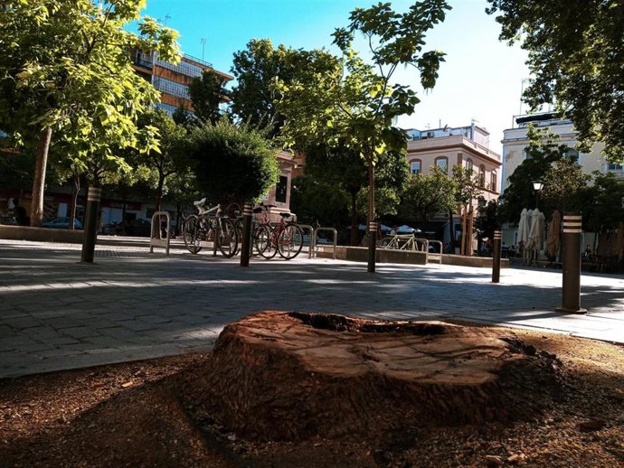 Tocón del fresno talado en la plaza de la Gavidia tras la caída de una rama de gran porte el 26 de mayo.