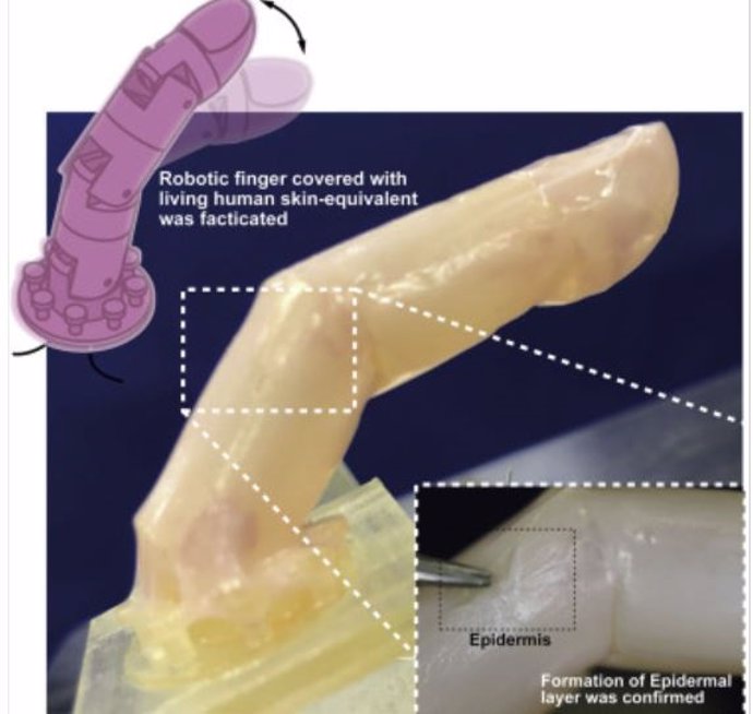 Dedo de robot cubierto con piel humana viva