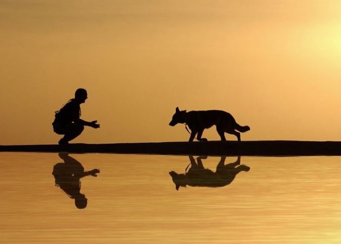 Encuentran pistas genéticas sobre cómo los perros se convirtieron en los mejores amigos del hombre