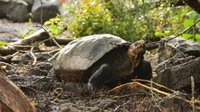 La tortuga gigante de Fernandina no se ha extinguido