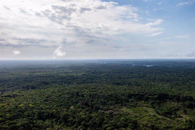 Vista aérea de la selva amazónica en el alto Río Negro, en el estado de Amazonas, en la frontera entre Brasil y Colombia, al noroeste del país