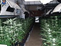 Detenido en Berriatua (Bizkaia) el responsable de una instalación ilegal con 3.000 plantas de marihuana