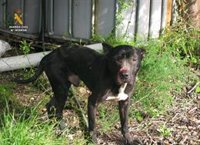 Investigado por tener perros famélicos y sin atención veterinaria en Alcover (Tarragona)