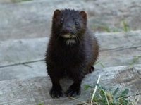 El Gobierno lanza una campaña sobre especies exóticas invasoras presentes en La Rioja