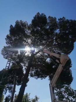 Revisión de árboles por servicios municipales
