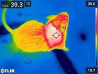 Las células inmunitarias regulan la temperatura corporal a través del hígado