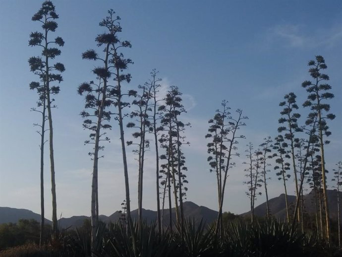 Archivo - Imagen de tarais en el parque natural de Cabo de Gata