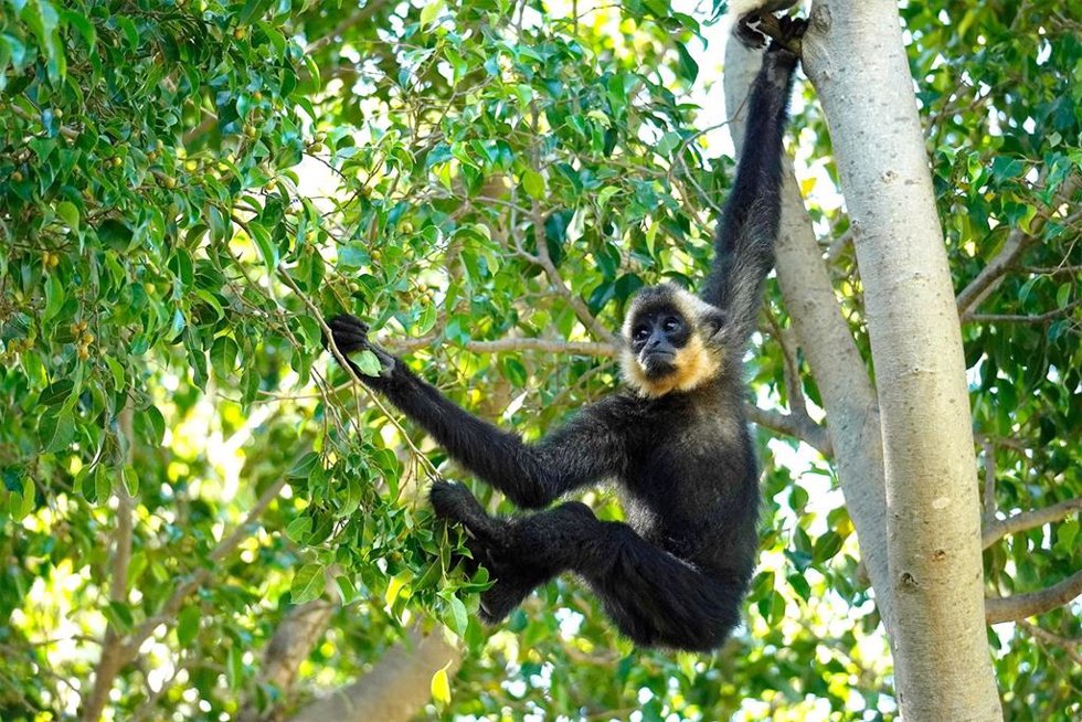 Bioparc celebra el cumpleaños de la cría de gibón de mejillas doradas y abre una campaña para ponerle nombre