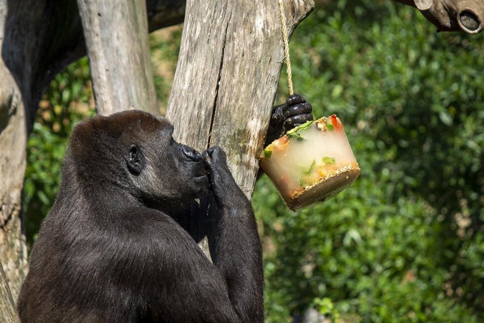 Helados y medidas extraordinarias para el bienestar de los animales de BIOPARC Valencia en esta ola de calor
