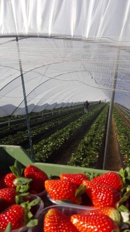 Archivo - Finca de fresa en Huelva. Archivo. 