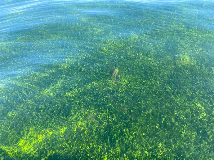 La pradera marina de la zona de Islas Menores