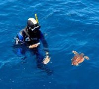 La tortuga marina 'Comanchita' regresa al mar tras completar su rehabilitación dos meses después de ser rescatada