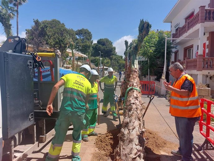 Comienza la plantación de más de 100 palmeras en diferentes calles de Playa de Palma