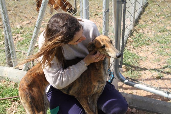 Archivo - Uno de los perros del Centro Provincial de Animales que gestiona la Diputación de Huelva en una imagen de archivo