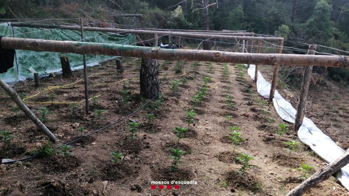 Plantació de marihuana