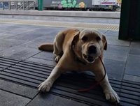 Policía Municipal de Pamplona realiza 35 decomisos de droga durante el fin de semana