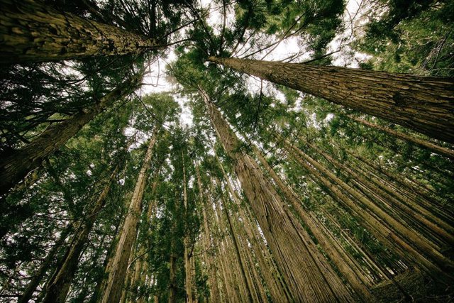 La 'startup' Forest Bank permite la eliminación de huella personal de carbono a coste cero. 
