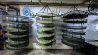 Intervenidos más de 45 kilos de marihuana en Barberà (Barcelona) y tres detenidos