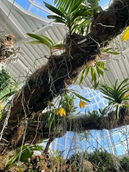 Florecen en el Orquidario de Estepona dos ejemplares de una especie que destaca por su fragancia a cítricos