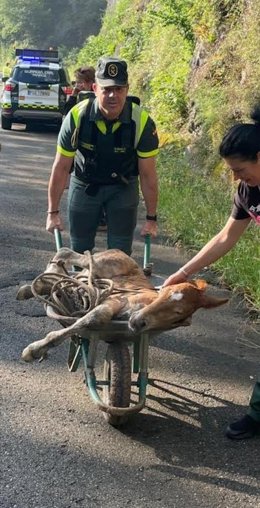 Un agente de la Guardia Civil lleva a 'Benemérito' en una carretilla