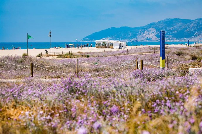 Archivo - Biodiversidad en una de las playas del Área Metropolitana de Barcelona