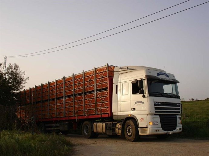 Archivo - Transporte animales