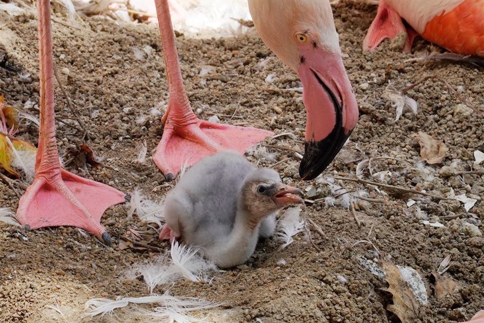 Nacen los primeros polluelos de flamenco en Bioparc Fuengirola
