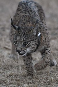 Mueren atropellados una hembra de lince de dos años junto a uno de sus cachorros en el entorno de Doñana (Huelva)