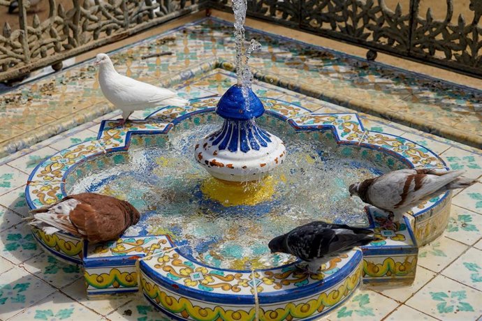 Palomas beben agua de una fuente de el Parque de Maria Luisa en la primera ola de calor con temperaturas que sobrepasaran los 40 grados a 12 de junio del 2022 en Sevilla (Andalucía, España)