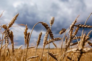 Espigas de trigo en Zakarpattia, Ucrania