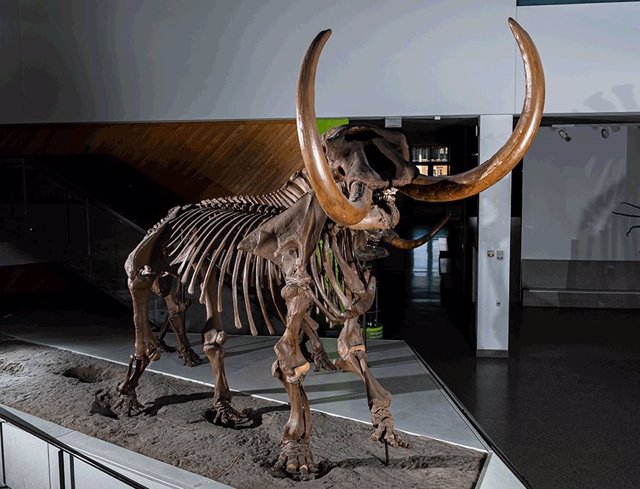Un esqueleto montado del mastodonte Buesching, basado en moldes de huesos individuales producidos en fibra de vidrio, en exhibición pública en el Museo de Historia Natural de la Universidad de Michigan en Ann Arbor.