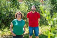 Estrategia de riego de precisión en olivos jóvenes permite ahorro de agua de 32% anual sin merma en producción de aceite