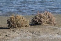 Aplican dos plantas de las marismas de Huelva para captar metales en suelos