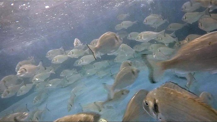 Una investigación del Instituto de Acuicultura Torre de la Sal (IATS-CSIC) descubre comportamientos como lucha por el alimento y selección de determinados sabores en doradas de piscifactorías