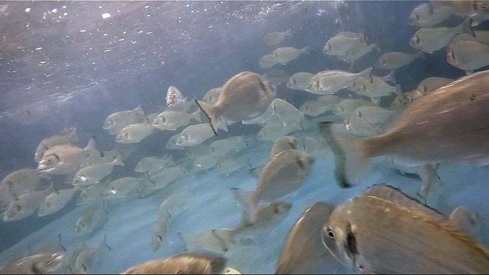 Una investigación del Instituto de Acuicultura Torre de la Sal (IATS-CSIC) descubre comportamientos como lucha por el alimento y selección de determinados sabores en doradas de piscifactorías