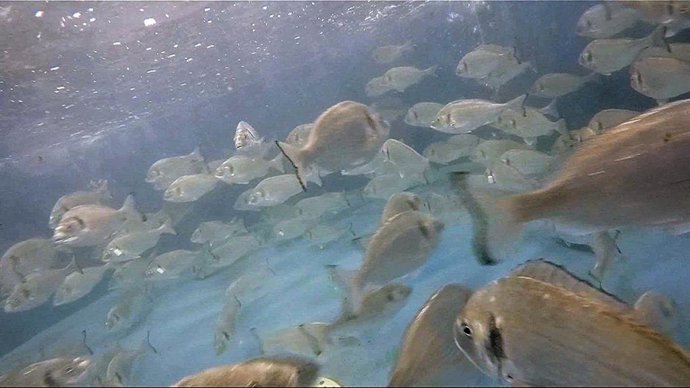 Una investigación del Instituto de Acuicultura Torre de la Sal (IATS-CSIC) descubre comportamientos como lucha por el alimento y selección de determinados sabores en doradas de piscifactorías