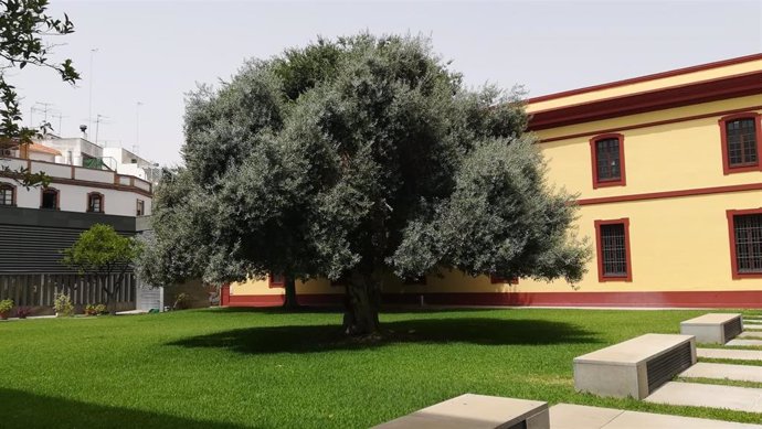 El Olivo Centenario de la Diputación pasa a llamar Árbol de la Vida en homenaje a los donantes de sangre, órganos y tejidos.