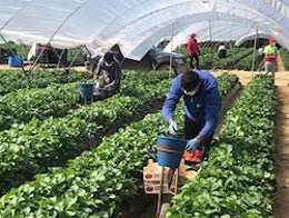 Archivo - Imagen de archivo del trabajo agrícola en un invernadero