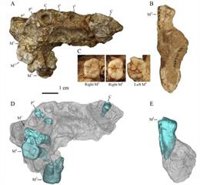 'Homo erectus' de Gongwangling pudo ser el primer habitante de China