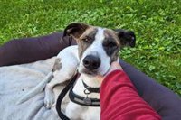 Los perros aprenden a controlar sus impulsos como los niños