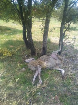 Agentes Forestales del Gobierno detectan y denuncian un presunto caso de abandono y maltrato animal en los Obarenes